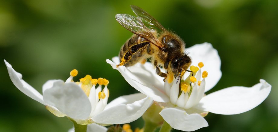 abeille dans le jardin